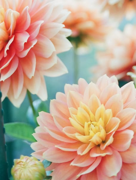 gorgeous mum flowers with long petals