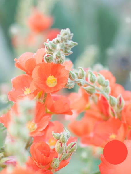 pretty orange small flowers