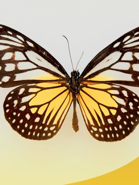 butterfly with orange and yellow wings